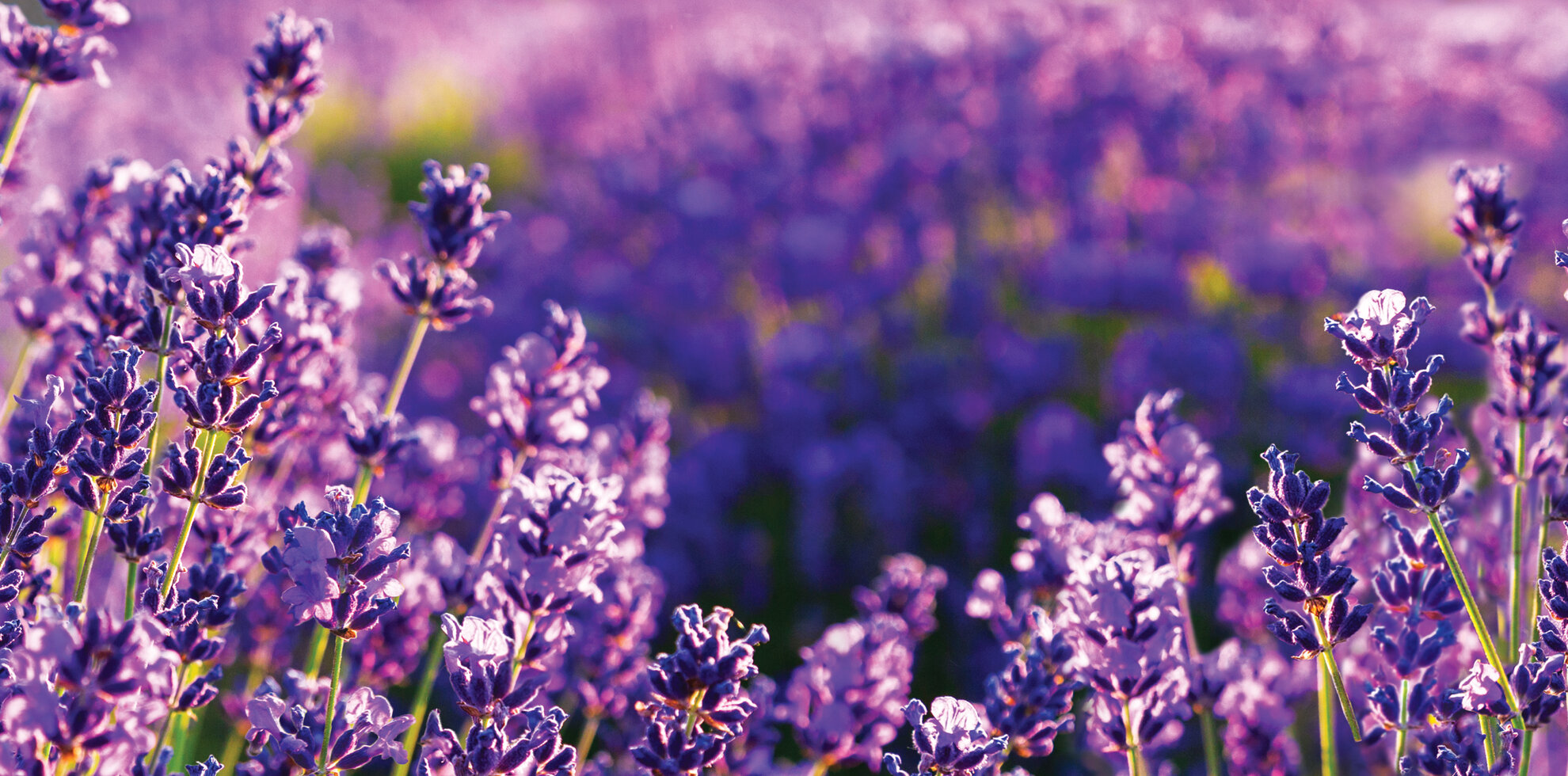 LITTLE TREES Lavender