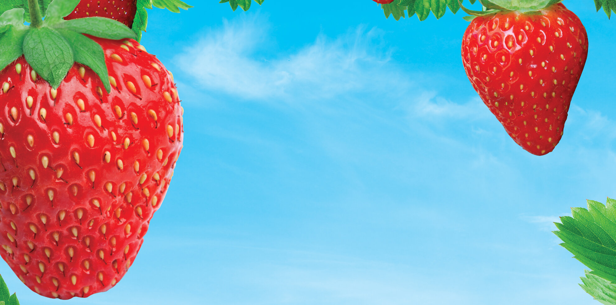 LITTLE TREES Strawberry